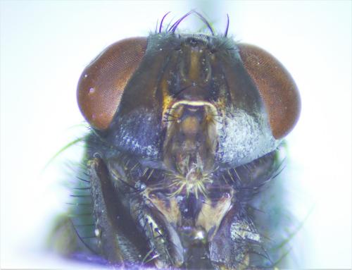 Lucilia sericata